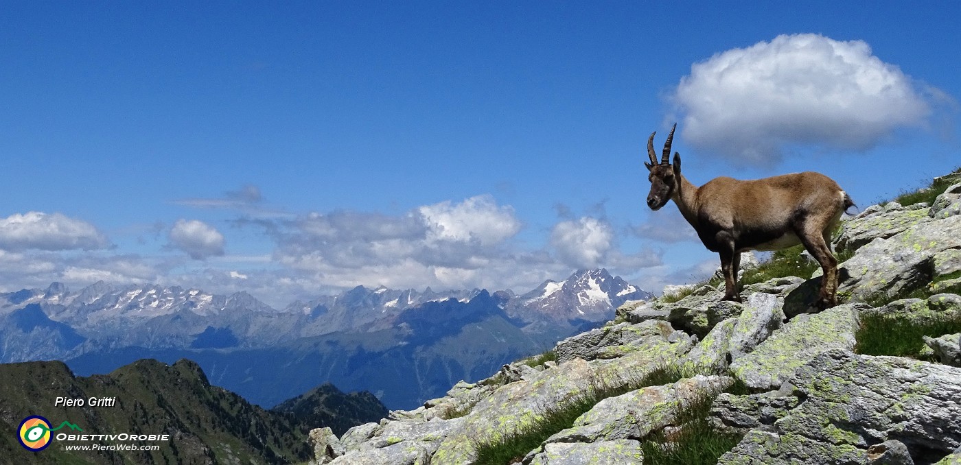 44 Sul versante valtellinese con vista in Badile-Cengalo, Disgrazia....JPG -                                